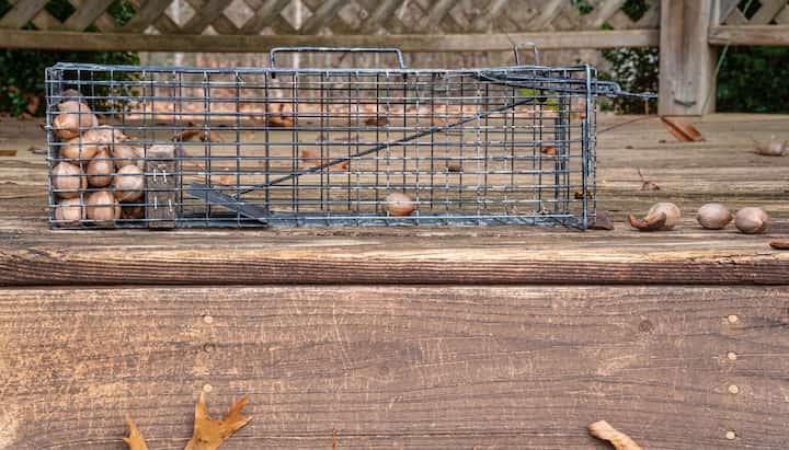 Professional Wildlife Control specialists in Louisville ensuring safe removal and prevention