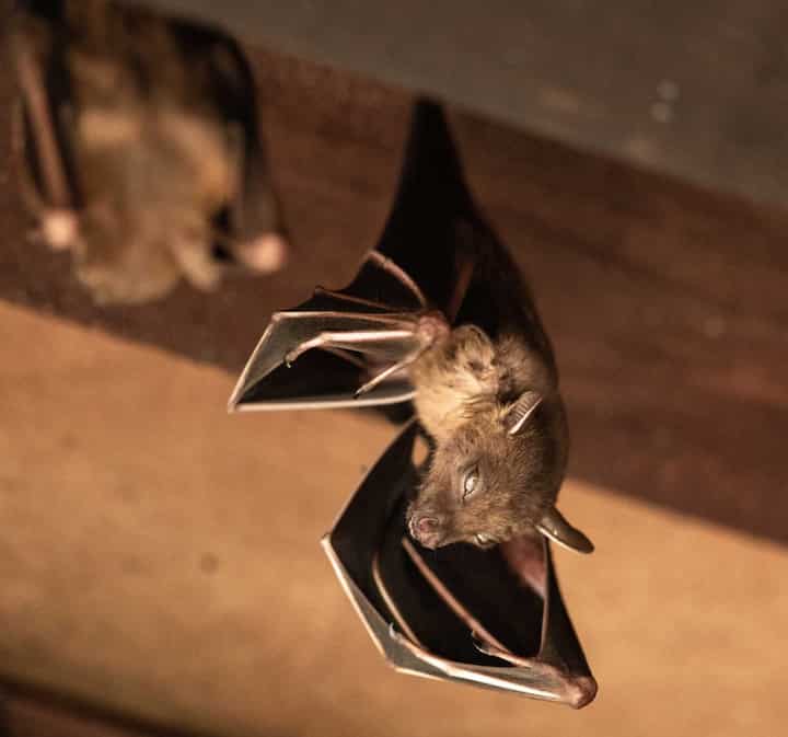 Expert bat removal services for a safe and humane solution in Louisville